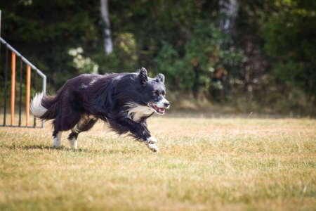 border collie is jumping over the hurdles. Amazing day on czech agility private trainingの写真素材