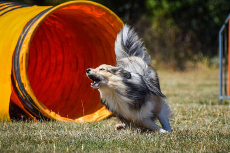 Dog is running in agility tunnel. Amazing evening, Hurdle having private agility training for a sports competitionの写真素材