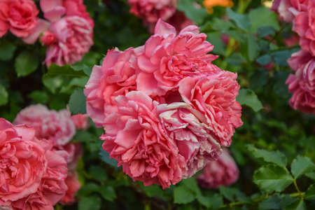 Beautiful pink roses flower in the garden. pink roses on a bush in the garden, close-up. Nature in the city.の写真素材