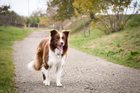 Autumn face of border collie. He is so cute in the leaves. He has so lovely face.の写真素材