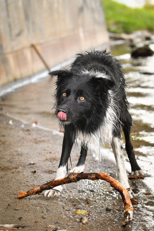 Border collie is hunting stick in the water. She is wet dog.の写真素材
