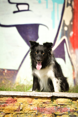 Border collie is sitting in city center on stairs. She is in center of Prague. She is so patient model.の写真素材