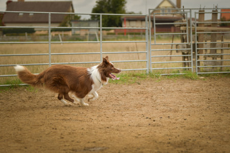 Brown and white fluffy border collie learns to herd a flock of sheep in a pen. Sports standard for dogs on the presence of herding instinct.の写真素材