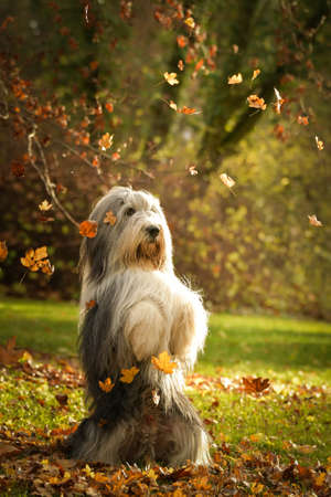 Bearded collie is begging in the forest. It is autumn portrait.の写真素材