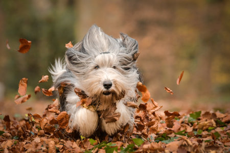 Bearded collie is running in the forest. It is autumn portrait.の写真素材