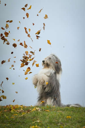 Bearded collie is begging in the forest. It is autumn portrait.の写真素材