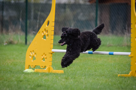 Dog is jumping over the hurdles. Amazing day on czech agility private trainingの写真素材