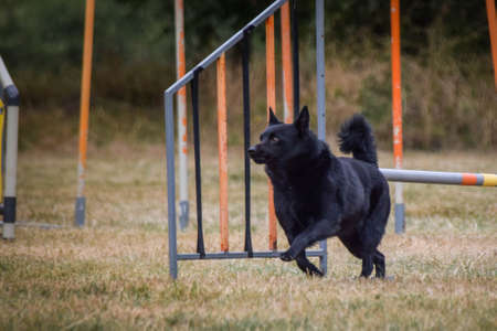 Dog is jumping over the hurdles. Amazing day on czech agility private trainingの写真素材