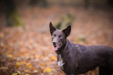 border collie is standing in the forest. It is autumn portrait.の写真素材
