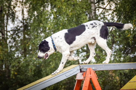 Dog in agility balance beam. Amazing day on Czech agility competition. They are middle expert it...