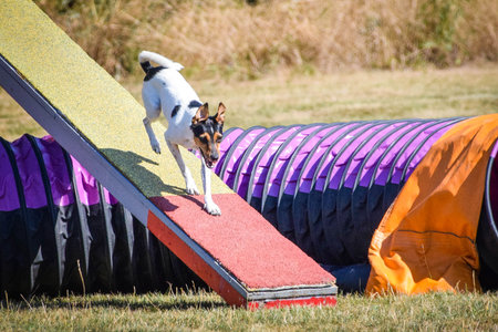 Dog in agility balance beam. Amazing day on Czech agility competition. They are middle expert it means A2.の写真素材