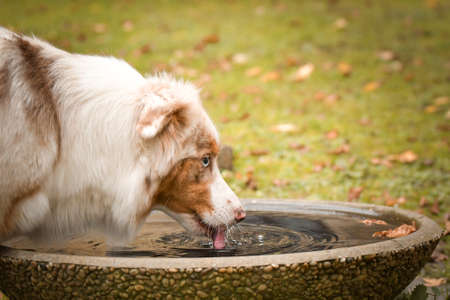 Australian shepherd is sitting in the forest. It is autumn portrait.の写真素材