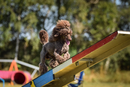 Dog in agility balance beam. Amazing day on Czech agility competition. They are middle expert it means A2.の写真素材