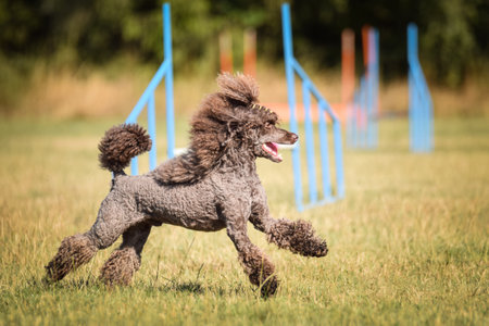 Dog is jumping over the hurdles. Amazing day on czech agility private trainingの写真素材