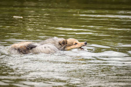 Sheltie is swimming in lake in water. He loves water.の写真素材