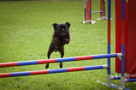 Dog is jumping over the hurdles. Amazing day on czech agility private training