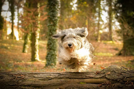 Bearded collie is jumping over trunk in the forest. It is autumn portrait.の写真素材