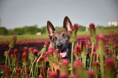 Dog is sitting in crimson clover. He has so funny face he is smillingの写真素材