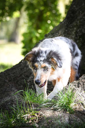 Puppy of australian shepherd is running in the nature. Summer nature in park.の写真素材