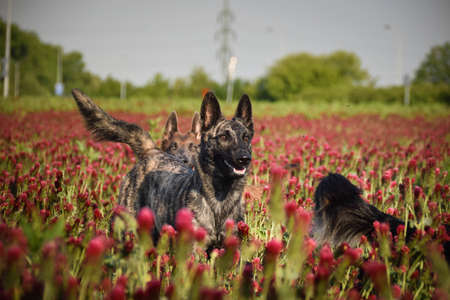 Dog is running in crimson clover. He has so funny face he is smillingの写真素材