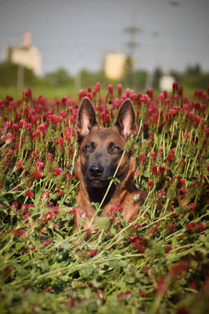 Dog is lying in crimson clover. He has so funny face he is smillingの写真素材