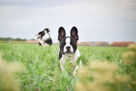 Puppy of french bulldog is running in yellow colza. He is running for his breader