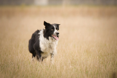 border collie is herding sheep in nature. Working happy border collie.の写真素材