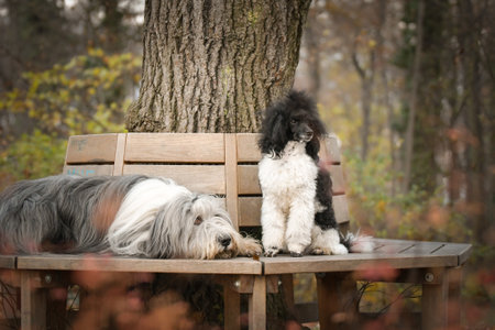 Poodle is lying on the bench in forest. It is autumn portrait.