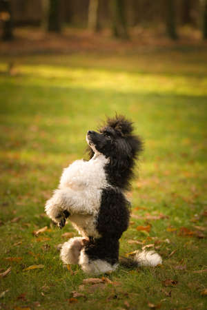 Poodle is begging on the log in forest. It is autumn portrait.の写真素材