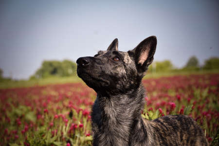 Dog is sitting in crimson clover. He has so funny face he is smillingの写真素材