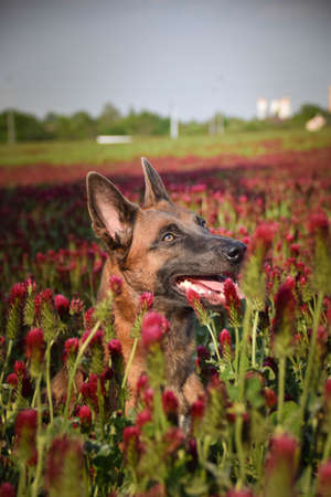Dog is sitting in crimson clover. He has so funny face he is smillingの写真素材