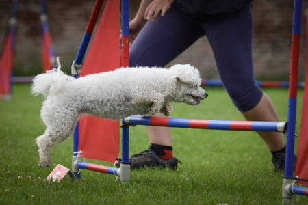 Dog is jumping over the hurdles. Amazing day on czech agility private trainingの写真素材