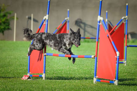 Dog is jumping over the hurdles. Amazing day on czech agility private training