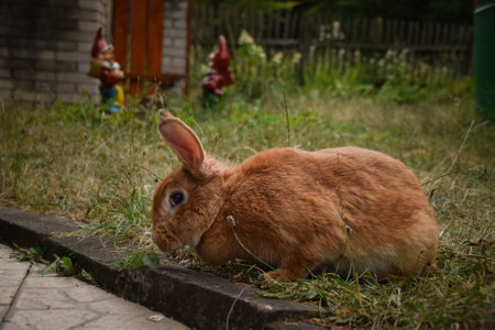 Border Collie is lying on the garden with rabbit. Autumn photoshooting in park.の写真素材