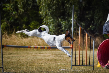 Dog is jumping over the hurdles. Amazing day on czech agility private trainingの写真素材