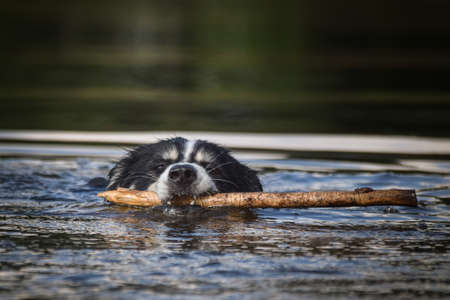 Dog is swimming in lake. She is not good swimmer ad she do not like water.の写真素材
