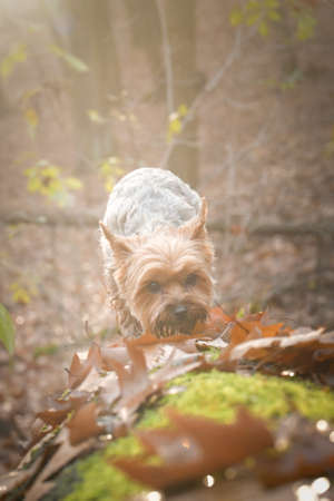 Yorkshire is standing in the forest. It is autumn portrait.の写真素材