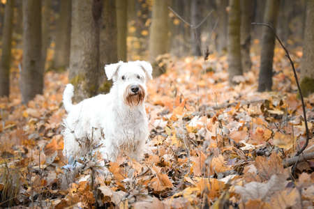 Schnauzer is standing in the forest. It is autumn portrait.