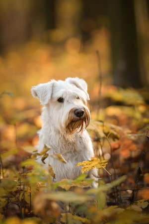 Schnauzer is standing in the forest. It is autumn portrait.の写真素材