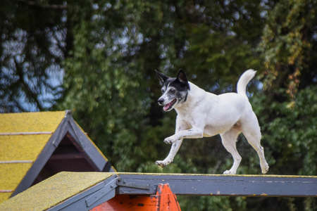 Dog in agility balance beam. Amazing day on Czech agility competition. They are middle expert it means A2.の写真素材