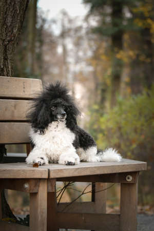 Poodle is lying on the bench. He is so cute dog.の写真素材