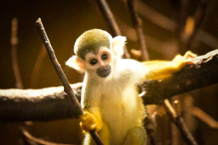 Photo of Saimiri sciureus in zoo habitat. He is so cute animal.