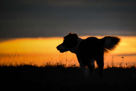 Border Collie is standing in the sunset. Amazing walk in the sun. Amazing evening with sun.の写真素材