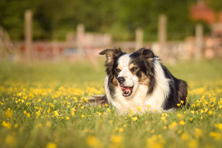 Dog is lying in the grass in the flowers. She is so happy dog on trip.の写真素材