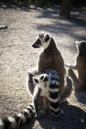 Portrait of Lemur Kata, who is sitting on the floor. And he is looking around and watching.