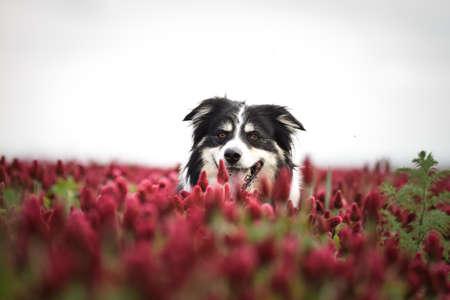 Border Collie is standing in Crimson Clover. He has so funny face he is smillingの写真素材