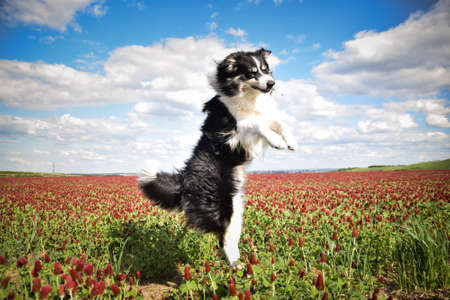 Border collie is jumping in crimson clover. He has so funny face he is smilingの写真素材
