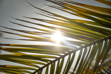 Photo of tropic palm. Summer photo of nature in hot weatherの写真素材