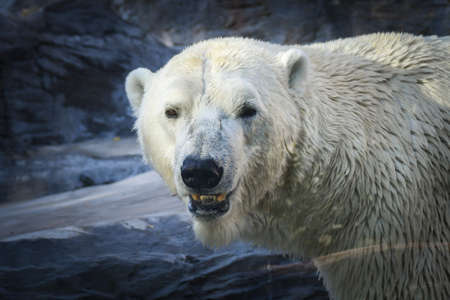 Polar bear at the zoo. An animal in captivity. Northern Bear.の写真素材
