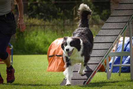 Border collie in agility balance beam. Amazing day on Czech agility competition. They are middle...